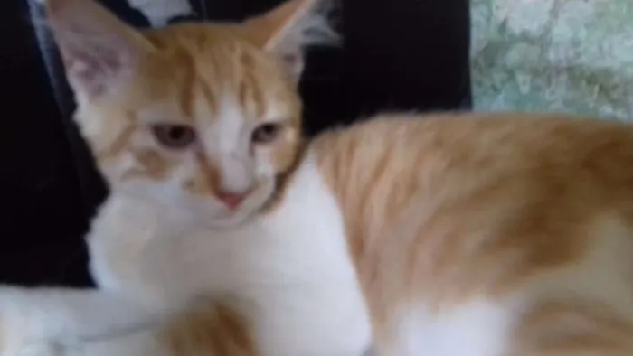 Gato ra a Srd idade 2 a 6 meses nome Helo