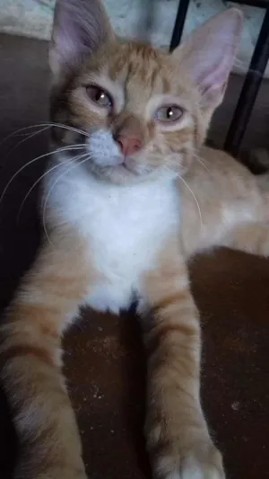 Gato raça Srd idade 2 a 6 meses nome Helena