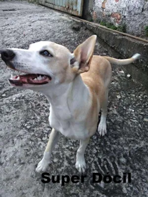 Cachorro raça Jack Russell Terrier idade 1 ano nome apelidamos de winner