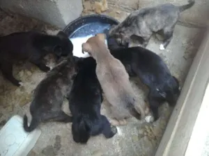 Cachorro raça Mista idade Abaixo de 2 meses nome Sem nome