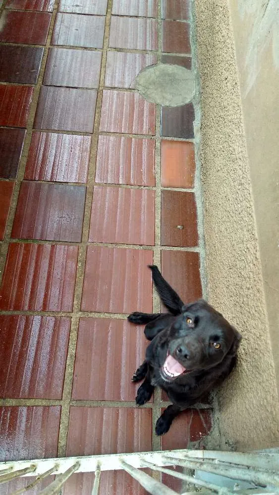 Cachorro ra a Vira lata idade 1 ano nome Negão