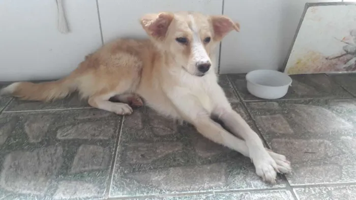 Cachorro ra a SRD idade 7 a 11 meses nome Pipoca