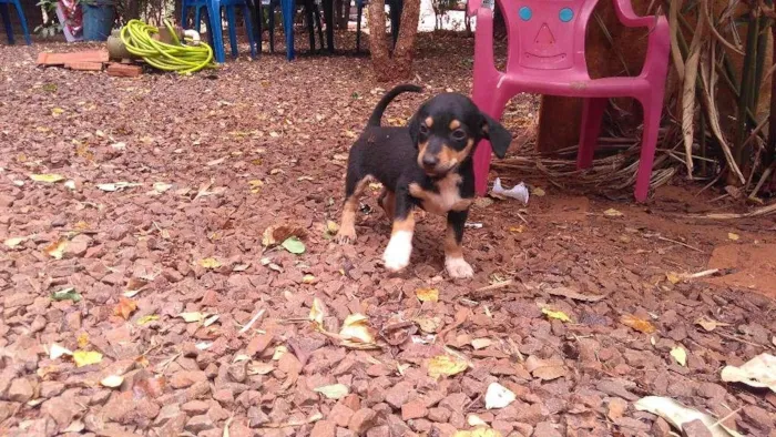 Cachorro ra a sem raça idade 2 a 6 meses nome HERA