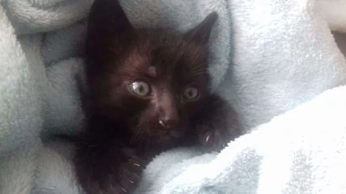 Gato ra a  idade Abaixo de 2 meses nome Bia