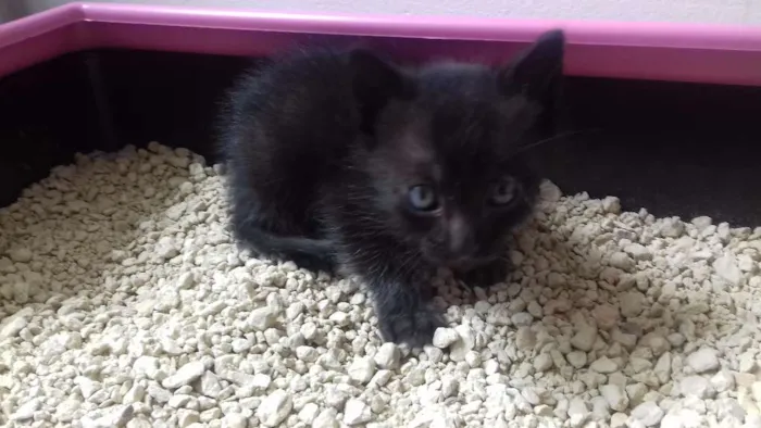 Gato ra a  idade Abaixo de 2 meses nome Bia