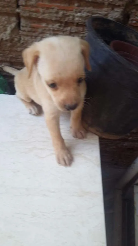 Cachorro ra a  idade Abaixo de 2 meses nome Sem nome