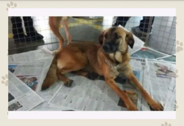 Cachorro ra a Srd idade 2 anos nome Luly
