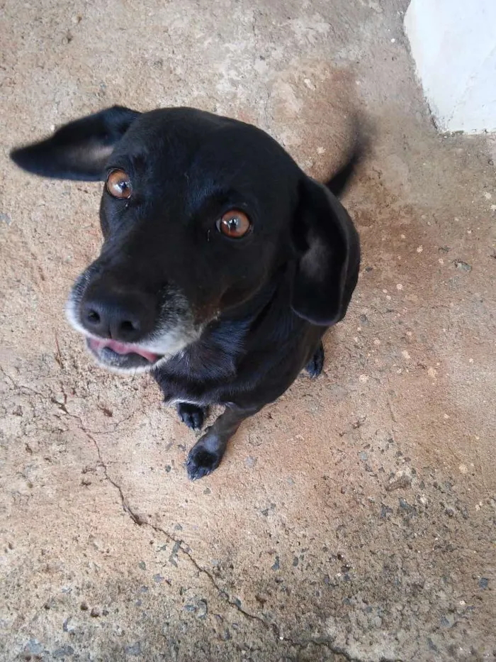 Cachorro ra a SRD idade 4 anos nome Thor