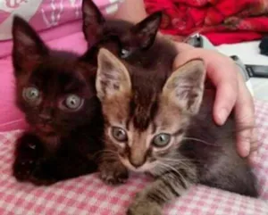 Gato raça SRD idade Abaixo de 2 meses nome Sem Nome