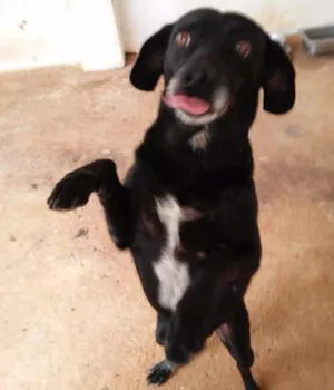 Cachorro raça SRD idade 4 anos nome Thor