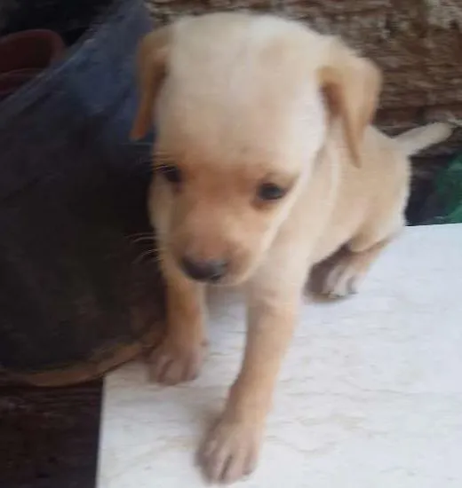 Cachorro ra a  idade Abaixo de 2 meses nome Sem nome