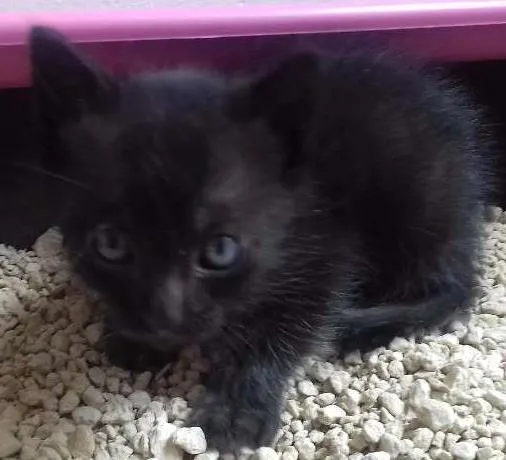 Gato ra a  idade Abaixo de 2 meses nome Bia