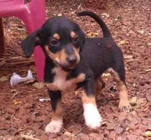 Cachorro raça sem raça idade 2 a 6 meses nome HERA