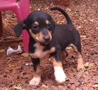 Cachorro ra a sem raça idade 2 a 6 meses nome HERA