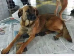 Cachorro raça Srd idade 2 anos nome Luly