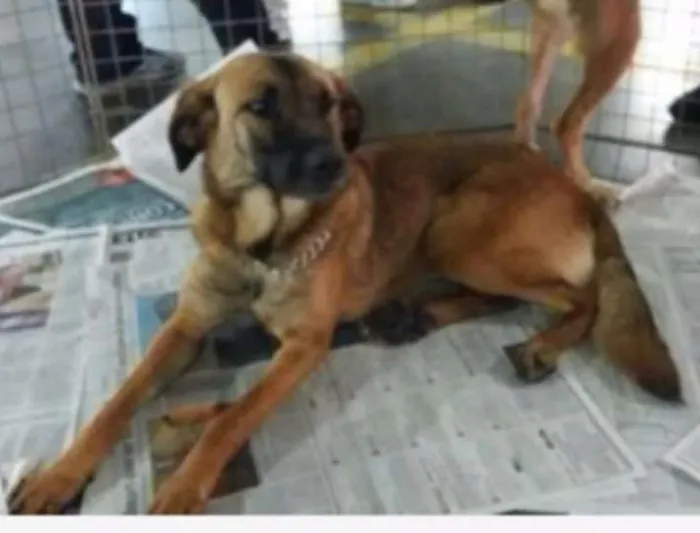 Cachorro ra a Srd idade 2 anos nome Luly
