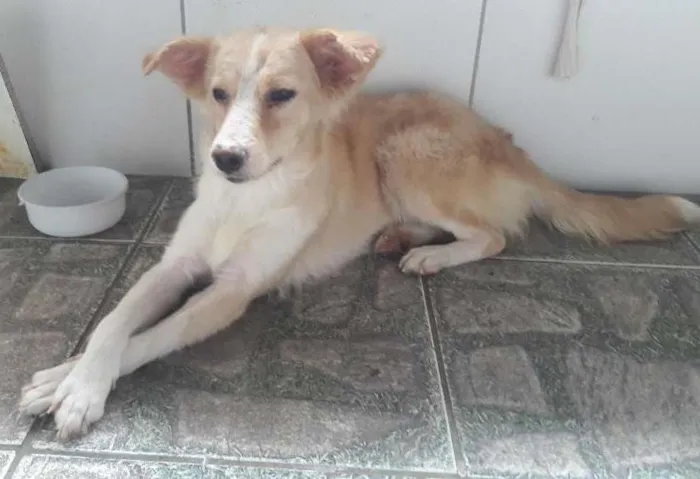 Cachorro ra a SRD idade 7 a 11 meses nome Pipoca