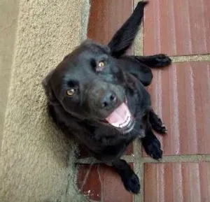 Cachorro raça Vira lata idade 1 ano nome Negão