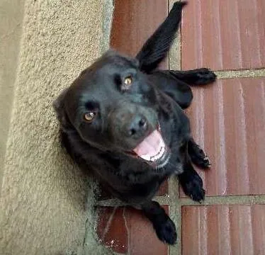 Cachorro ra a Vira lata idade 1 ano nome Negão