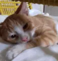 Hunter