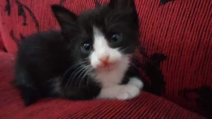 Gato raça Não sei idade 2 a 6 meses nome Madona