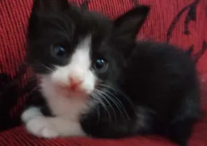 Gato raça Não sei idade 2 a 6 meses nome Madona