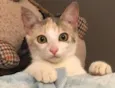 Amora