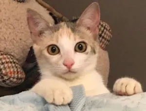 Gato raça sem raça definida idade 2 a 6 meses nome Amora