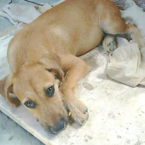 Cachorro raça SRD idade 2 a 6 meses nome Sheik