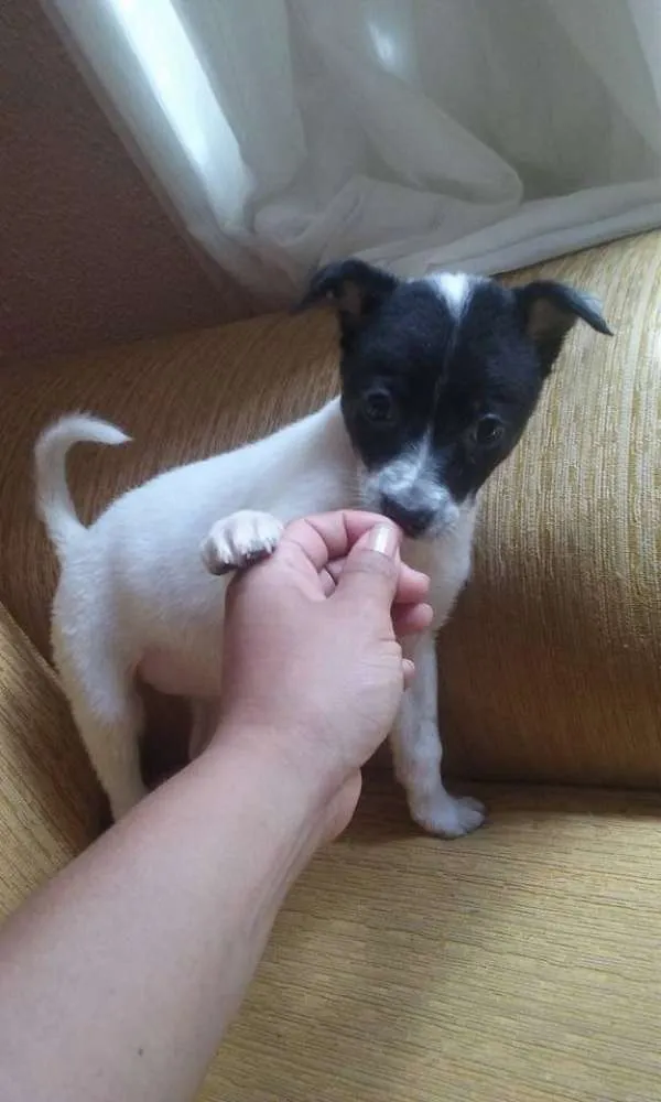 Cachorro ra a nao sei idade Abaixo de 2 meses nome ritinha