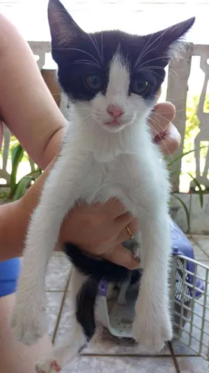 Gato raça  idade Abaixo de 2 meses nome Gatos 2 fêmeas e 2 m