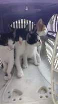 Gatos 2 fêmeas e 2 m