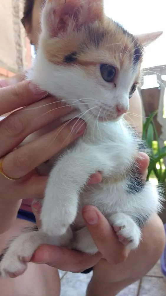 Gato ra a  idade Abaixo de 2 meses nome Gatos 2 fêmeas e 2 m