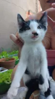 Gatos 2 fêmeas e 2 m