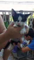 Gatos 2 fêmeas e 2 m
