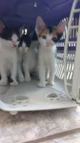 Gatos 2 fêmeas e 2 m