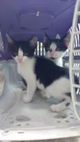Gatos 2 fêmeas e 2 m