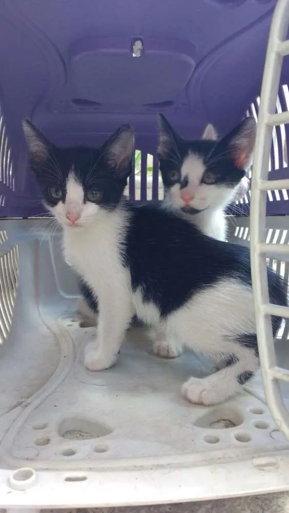 Gato ra a  idade Abaixo de 2 meses nome Gatos 2 fêmeas e 2 m