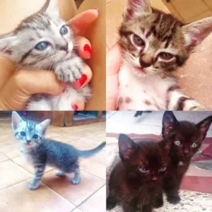 Gato raça Vira lata idade 2 a 6 meses nome Bilu,lulu,Clara,mel