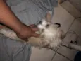 Mel