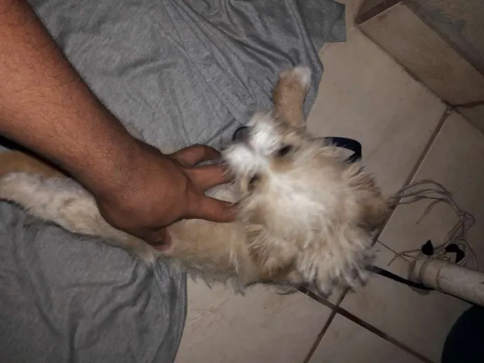 Cachorro raça  idade 2 a 6 meses nome Mel