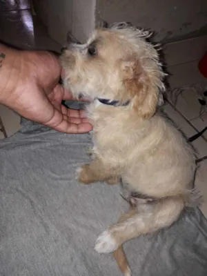 Cachorro raça  idade 2 a 6 meses nome Mel