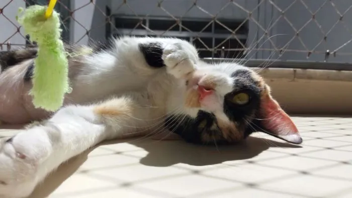 Gato ra a srd idade 7 a 11 meses nome Confeti
