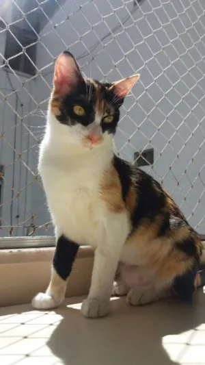 Gato raça srd idade 7 a 11 meses nome Confeti
