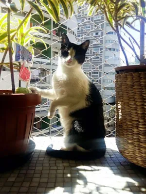 Gato raça srd idade 2 anos nome Jules