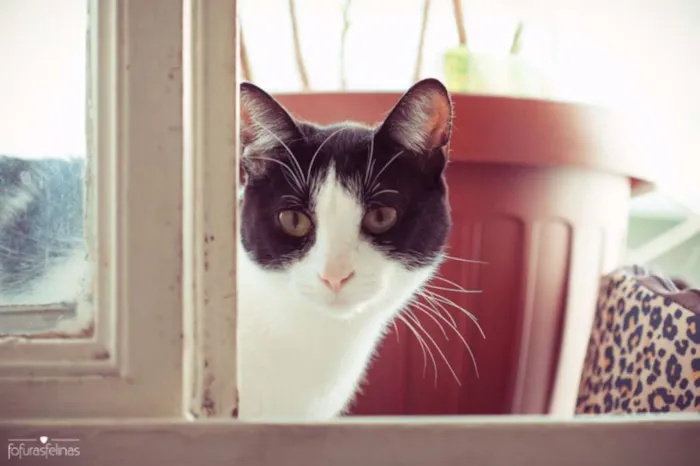 Gato ra a srd idade 2 anos nome Jules