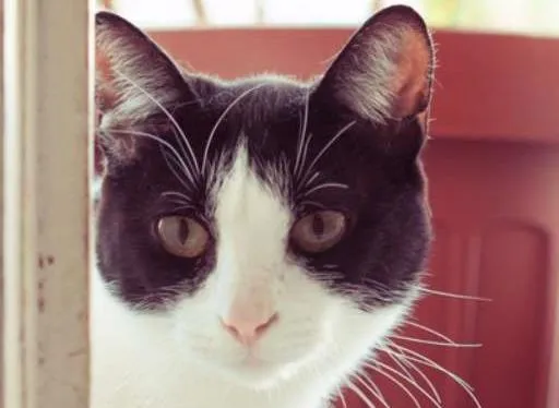 Gato ra a srd idade 2 anos nome Jules