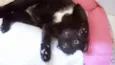 Panqueca