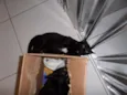 Panqueca