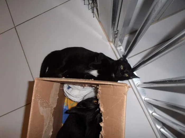 Gato ra a srd idade 7 a 11 meses nome Panqueca